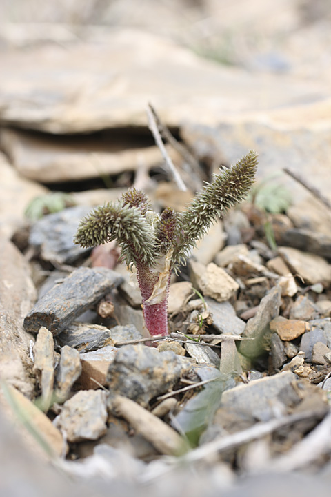 معرفی و راهنمای پرورش گیاهان دارویی - آدمک - چله داغ